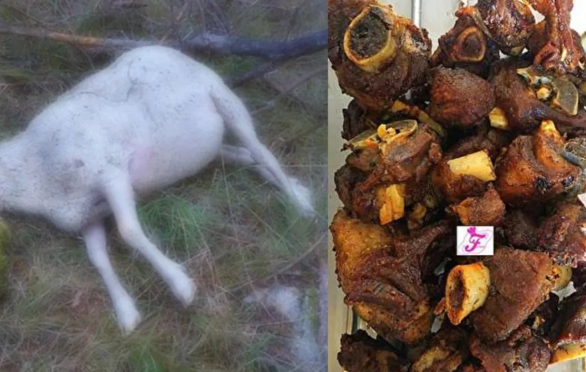 HLM : vendu en brochettes à Petersen ou consommé en dibi entre amis, deux versions autour d’un cadavre de mouton