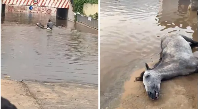 Guinaw Rail: un charretier force le passage sous un pont inondé, son cheval meurt