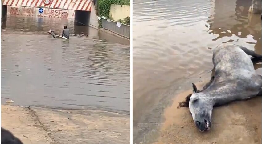 Guinaw Rail: un charretier force le passage sous un pont inondé, son cheval meurt