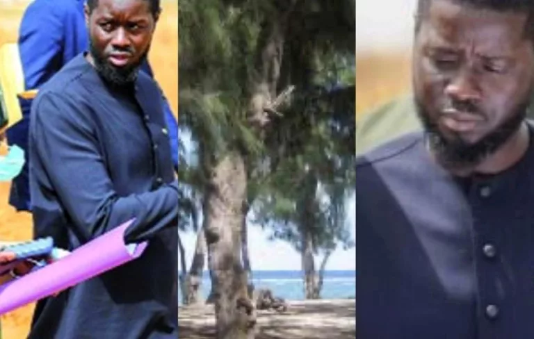 Déguerpissement à Guédiawaye : 3000 travailleurs des filaos (maraîchers, éleveurs et artisans) lancent un appel pressant au président Diomaye Faye