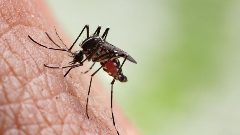 Chikungunya : après Kédougou, la maladie s’est propagée à…