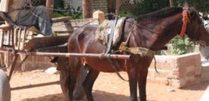 Pour une affaire de cravache: Un charretier tu3 à Yeumbeul. L’auteur arrêté à…