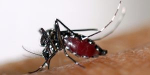 GAMOU TIVAOUANE 2023: Le service d'hygiène prévient sur les risques liés à la maladie du Chikungunya