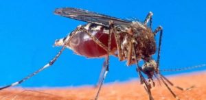 Sénégal: trois cas de Chikungunya et un cas de Zika détectés dans la région de Sédhiou