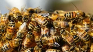 Attaque d'abeilles à Mbacké: Un chef de village et 2 femmes évacués à l'hôpital