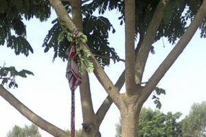 Un garçon de douze ans retrouvé mort pendu à un arbre