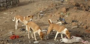 Horreur à Kouthiagaydi : des restes humains découverts par des chiens errants