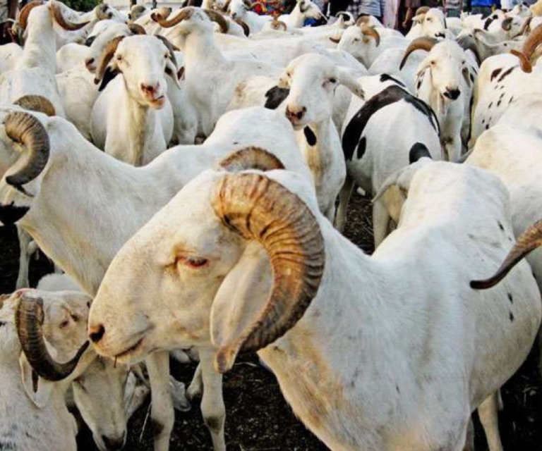 Tabaski 2024 : Le Gouverneur de Dakar publie la liste des points de vente des animaux …