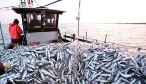 Secteur de la Pêche : 132 navires nationaux et 19 étrangers autorisés à pêcher au Sénégal