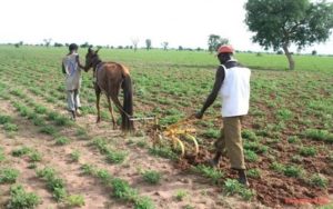 Lancement de la Campagne Agricole 2024-2025 au Sénégal : Une baisse du prix des engrais annoncée