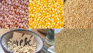 [Document] Voici les prix des semences pour la campagne agricole