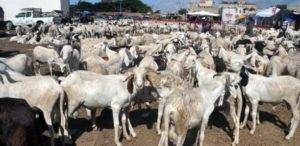 Tabaski : le ministère de l’Élevage vend des moutons, les prix varient entre…