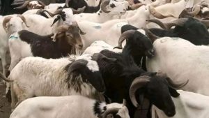 Tabaski 2024 : plus de 38 000 moutons invendus