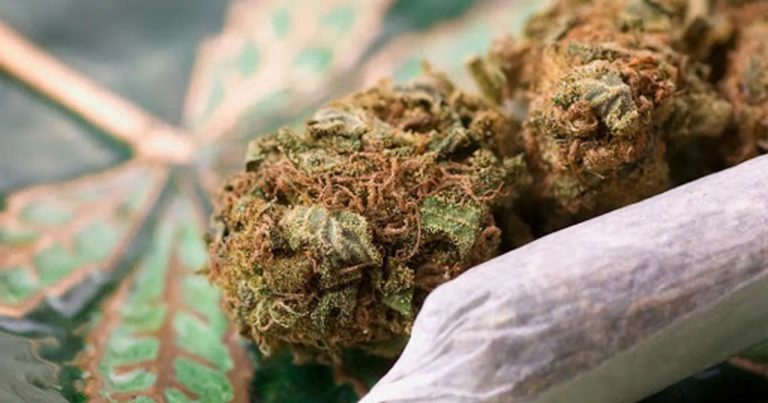 Trafic de Kush : Un Sierra-Léonais arrêté par la police de Grand-Dakar