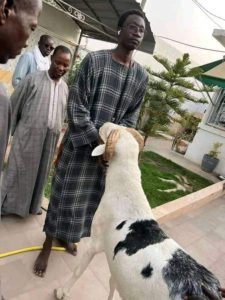 Tabaski: Découvrez le mouton offert à Serigne Mountakha par Sonko