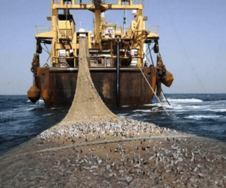 Non-respect du code de la pêche : 24 navires arraisonnés et 103 millions de FCFA d’amendes versés au trésor public