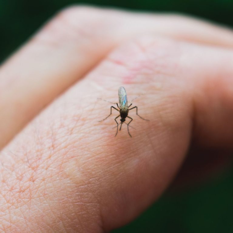 Kaffrine: un cas de fièvre du nil occidental détecté