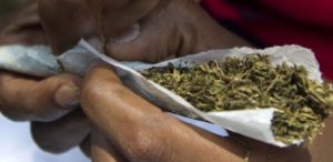 Insolite à Bargny : le dealer offrait du chanvre indien à son… père