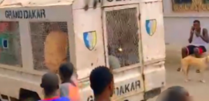 [Vidéo] Démantèlement d'un réseau de dealers à Niary Tally : La police de Grand-Dakar ovationnée