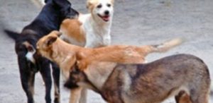Hann-Marinas : la traque des chiens ayant dévoré des moutons dérape