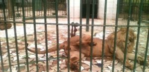 Parc zoologique de Hann : «Six des sept lions ont plus de…»