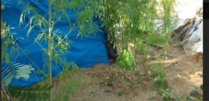 Culture de chanvre indien dans une ferme: Un sexagénaire arrêté à Sandiara