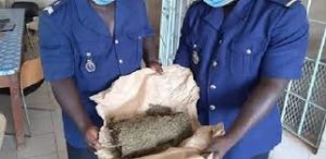 Touba : un jeune homme de 22 ans arrêté en possession de 2 kilos de drogue