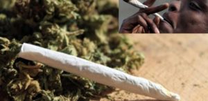 Yeumbeul Sud : un dealer trahi par la forte odeur de chanvre indien