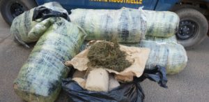 Yenne et Petit-Mbao : 286 kg de "yamba" saisis par la gendarmerie