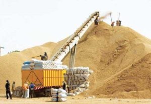 Campagne de commercialisation : La Sonacos vise 300.000 tonnes de graines d’arachide