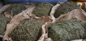 Rufisque : vaste réseau de trafic de drogue, les troublantes découvertes de la police