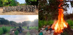 Kolda : L’armée détruit plus de 3 hectares de chanvre indien