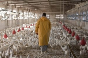 Secteur avicole : Accusations et préoccupations à l’approche de la Korité