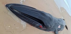 Cayar : Un bébé baleine avec des blessures sur le corps échoue sur la plage