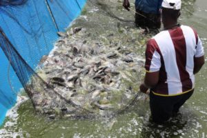 Thiès - Valorisation des produits issus de l’aquaculture : Un lamentable fiasco