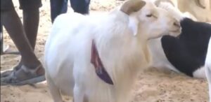 «Le mouton de Macky Sall» : l’histoire du bélier qui a craché sur 5 millions F CFA