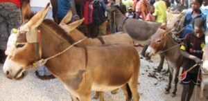 Ndiayène Mbeuleup : deux ânes égorgés à l’aube, la viande emportée