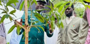 À Saint-Louis, l’arbre comme ancrage territorial et politique