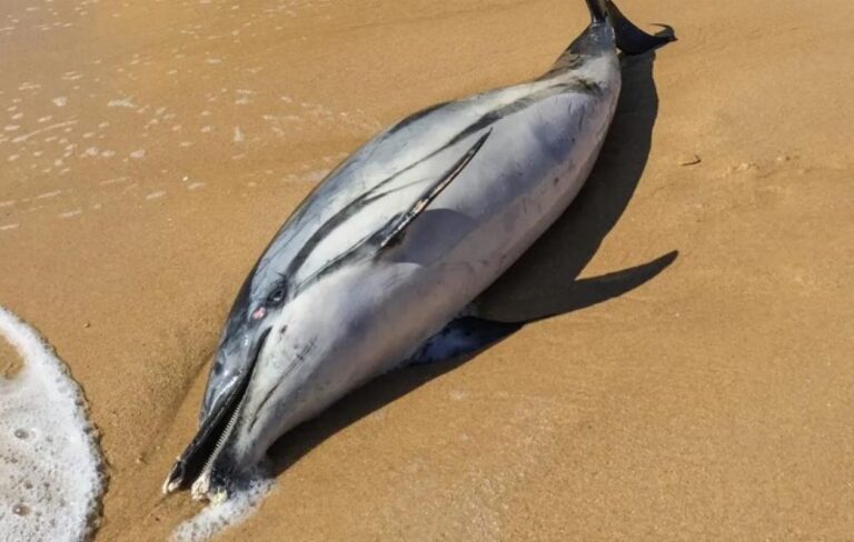 Cap-Skirring : mystérieux échouage de dauphins, les habitants inquiets