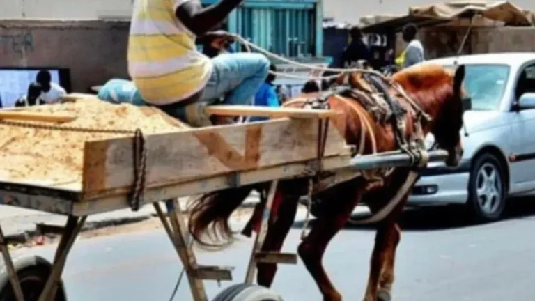 Sénégal – Restauration de l’ordre public : Les chariots et pousse-pousse bannis de plusieurs axes stratégiques