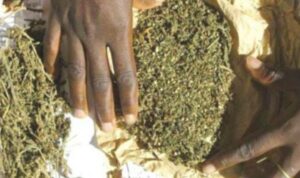 Touba : incroyable mais vrai ! La vieille dame de 66 ans est dealeuse de yamba