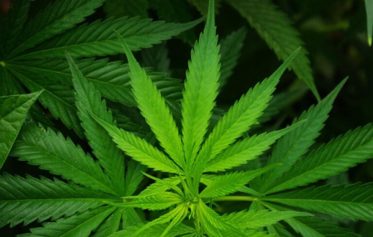Kaolack : un cultivateur de 61 ans arrêté pour culture de “yamba”