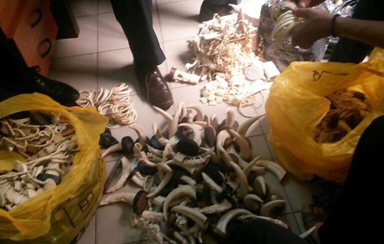 Ouakam : un trafic d’ivoire arrêté de justesse, l’antiquaire dénonce son fournisseur fantôme