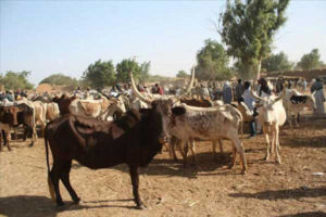 Touba Fall (Tambacounda) : Le fils d'un guide religieux arrêté pour vol de bétail