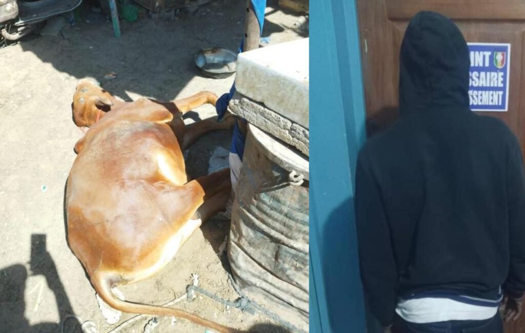 Le Commissariat d'arrondissement de Grand-Yoff a mis fin aux agissements d'un charretier qui s'apprêtait à commercialiser de la viande avariée.