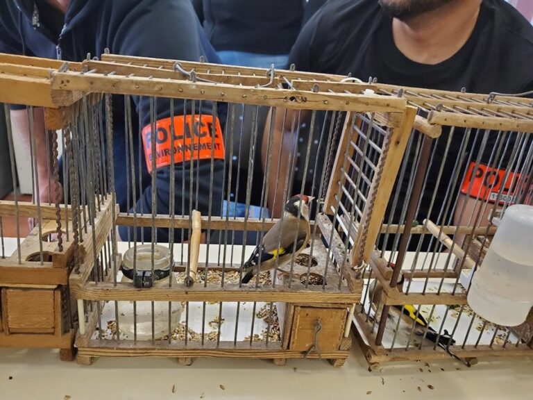 Maltraitance animale : La Police nationale lance une offensive contre le commerce illégal d’oiseaux en cage