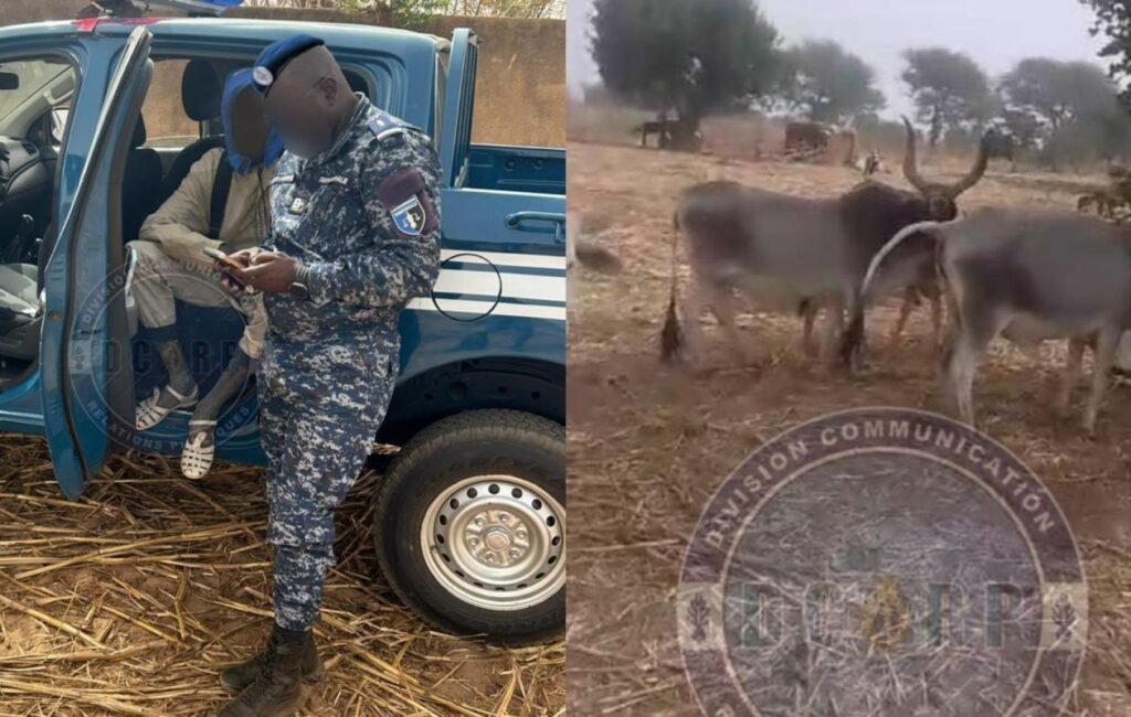 Voleur arrêté avec 6 bœufs à Nioro : La gendarmerie dévoile les images gendarmerie