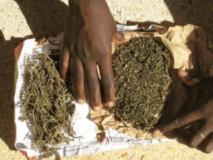 Sédhiou : Le cultivateur Sadio Mané arrêté avec 3 kg de chanvre indien