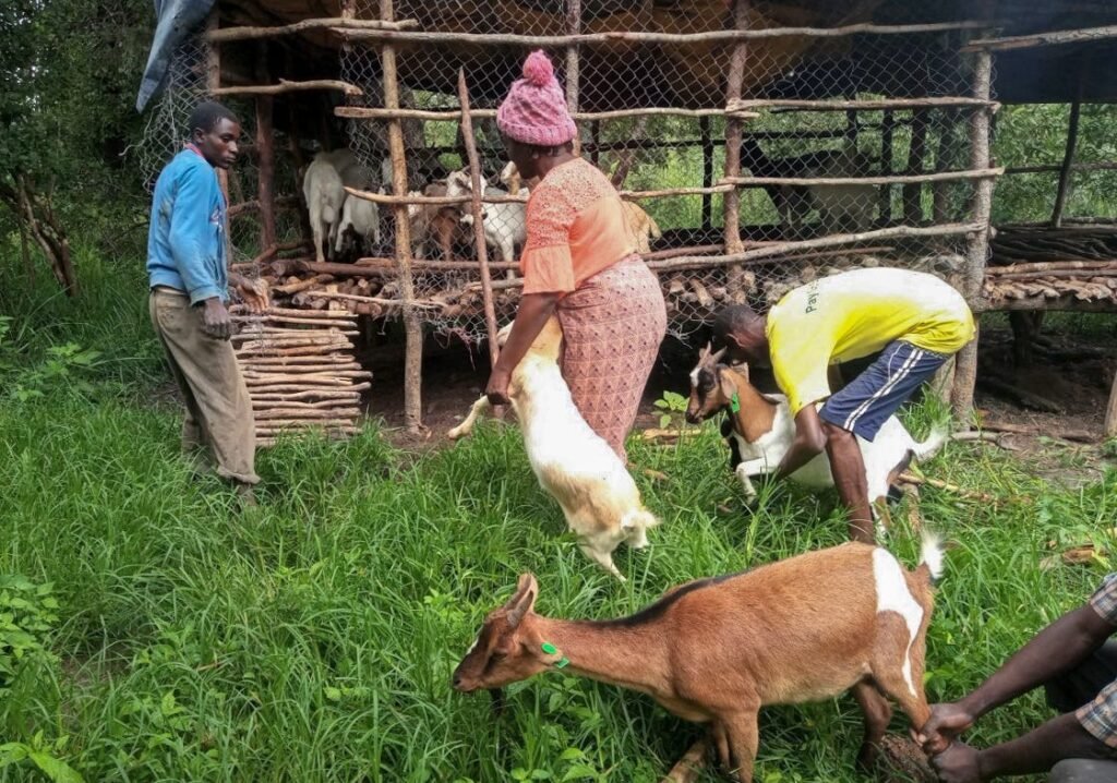 un berger insulte sa mère et menace