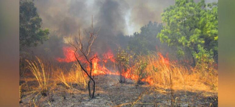 Kédougou : des flammes ravagent la Réserve naturelle communautaire de Dindéfélo depuis 72 heures